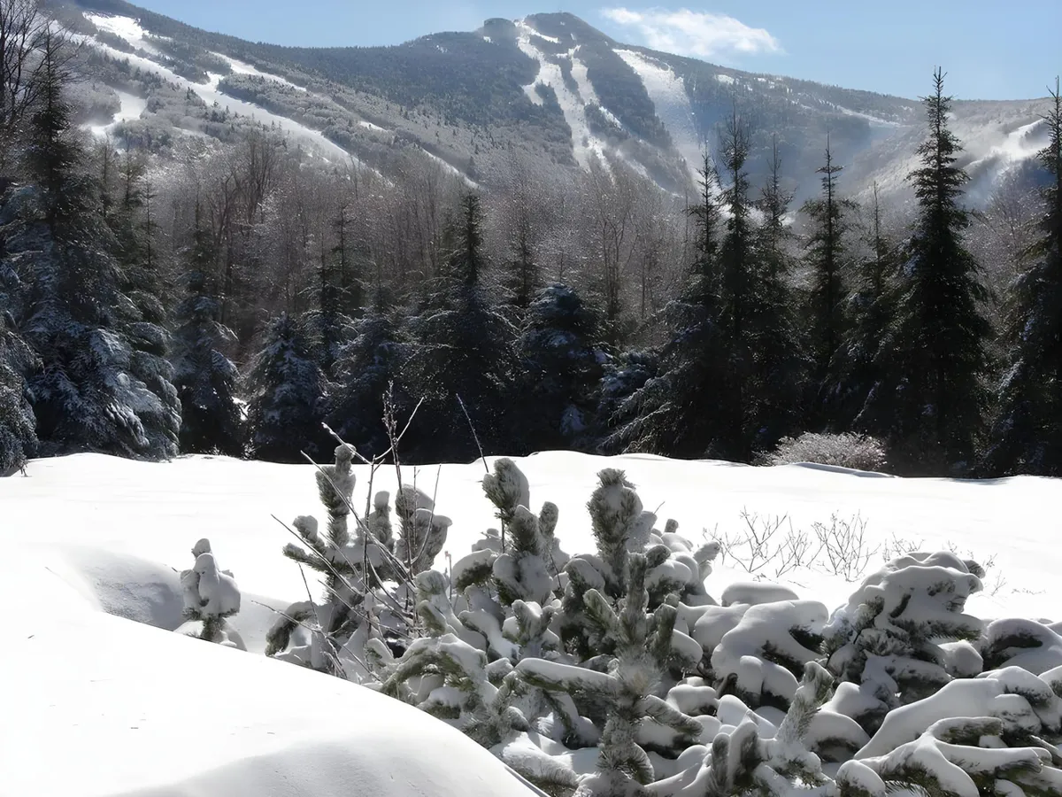 A panoramic view of snow-covered trees and distant ski slopes beneath a calm mountain range. The winter landscape is serene and highlights the proximity to outdoor activities such as skiing and snowboarding, ideal for team adventures in peak season.